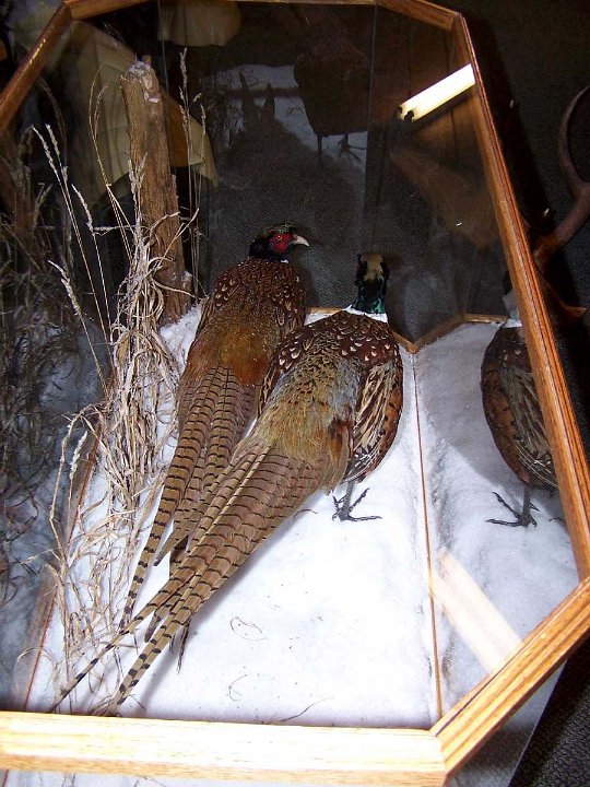 a12006-pheasants-case