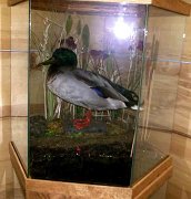 1duckincase