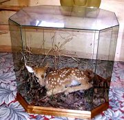 1fawnincase