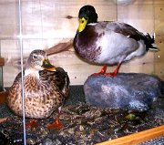 8.3mallards-pair-case4