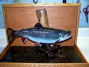 a12006-brooktrout6