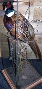 a12006-pheasant