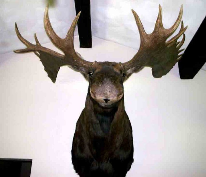 MOOSE1