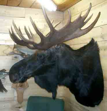 MOOSE3.25.1