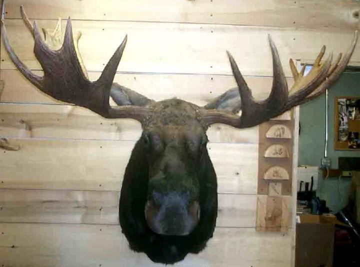 MOOSE3.25.3