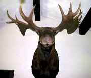 MOOSE1