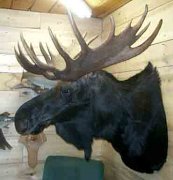 MOOSE3.25.1