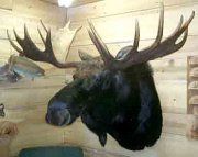 moose3.25.2