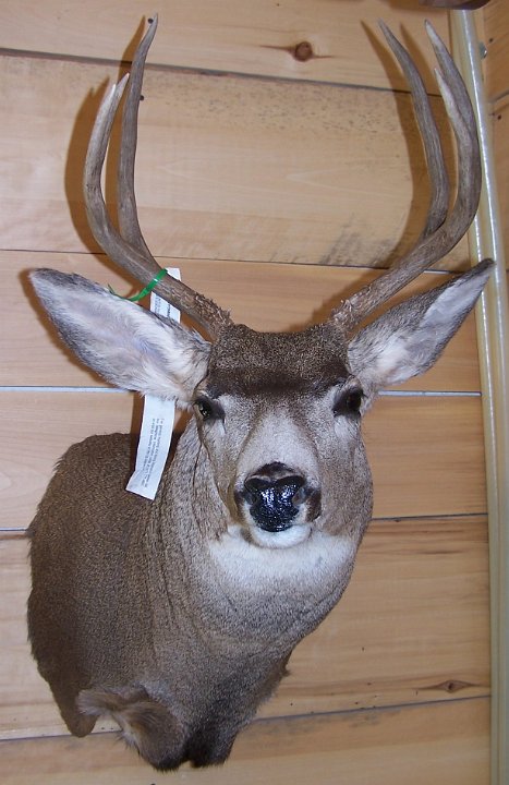 muledeer