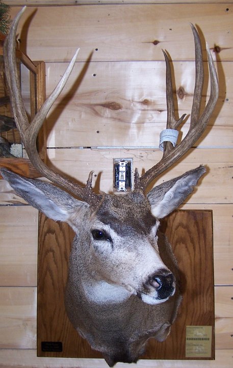 muledeer1