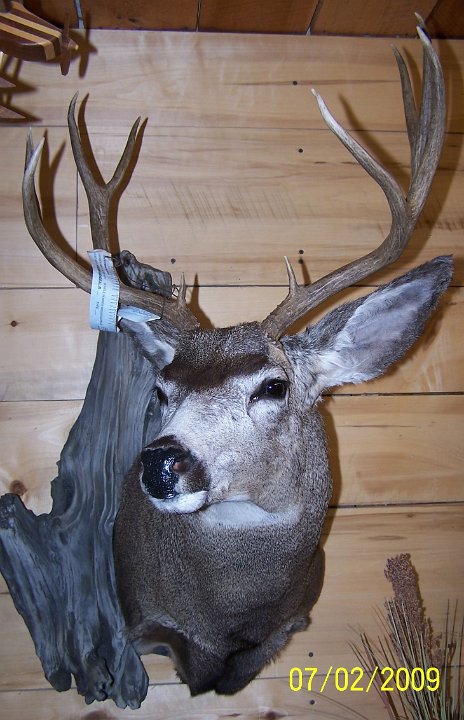 muledeer2