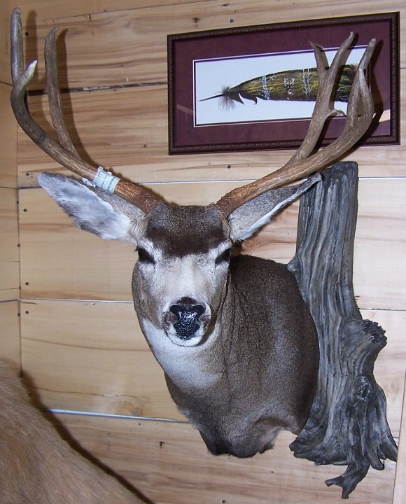muledeer3
