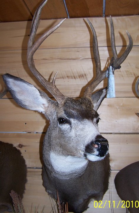 muledeer5