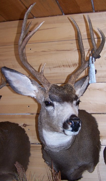 muledeer6