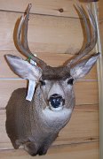 muledeer