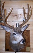 muledeer1