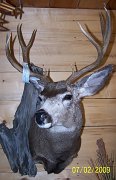muledeer2