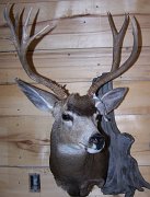 muledeer4