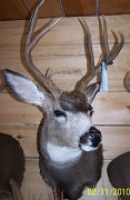 muledeer5