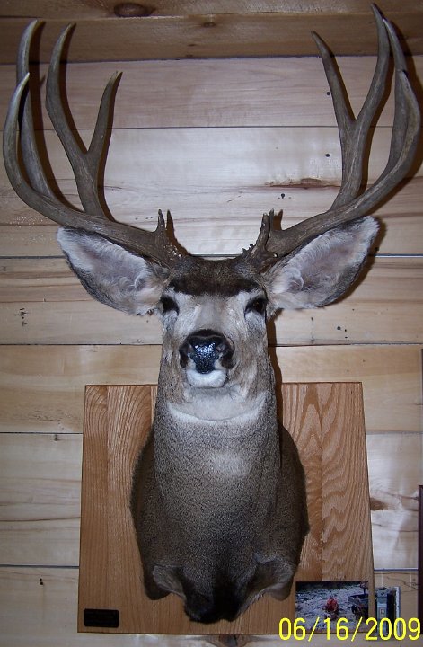 muledeer7
