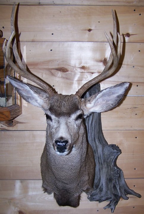 muledeer8