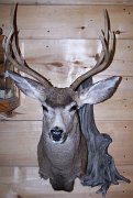 muledeer8
