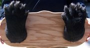 beargunrack