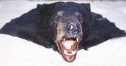 bearshell