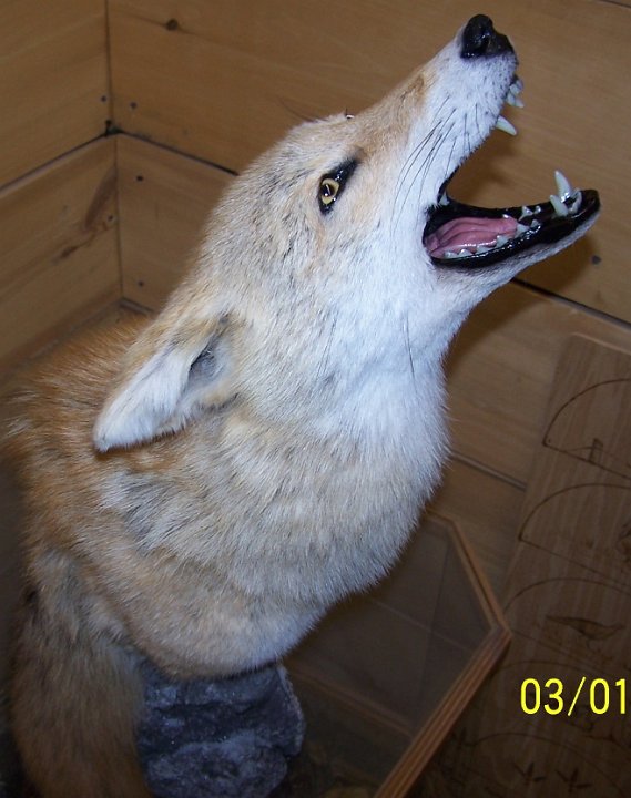 coyote2