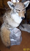 coyote