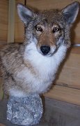coyote1