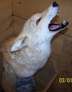 coyote2