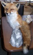 redfox