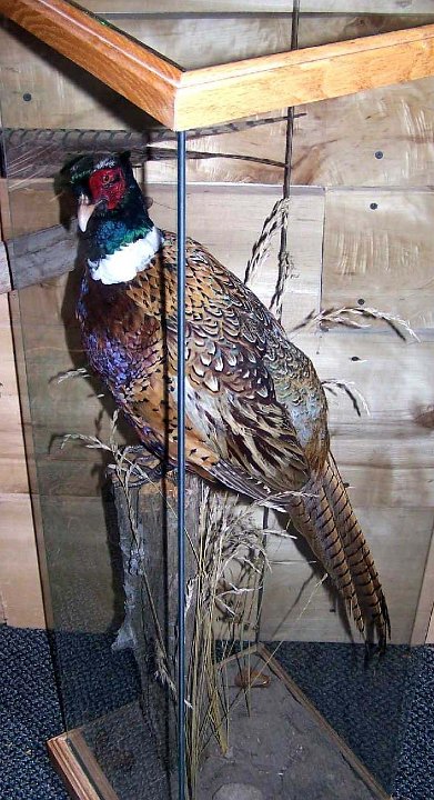 a12006-pheasant