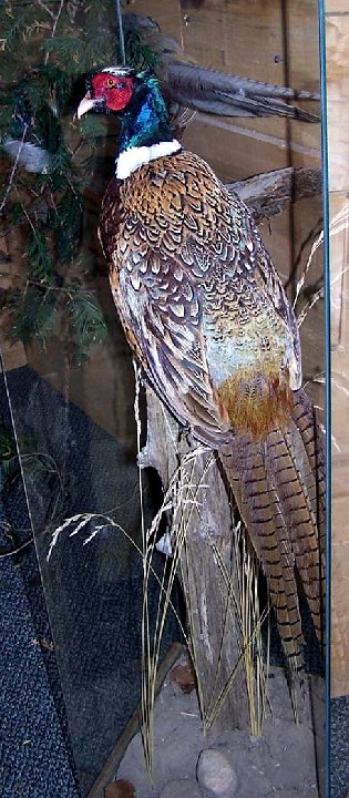 a12006-pheasant1