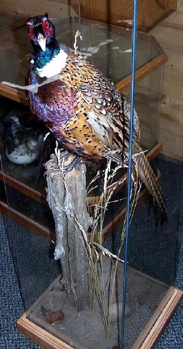 a12006-pheasant2