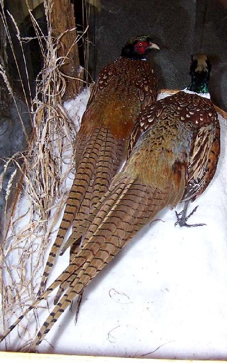 a12006-pheasants-case