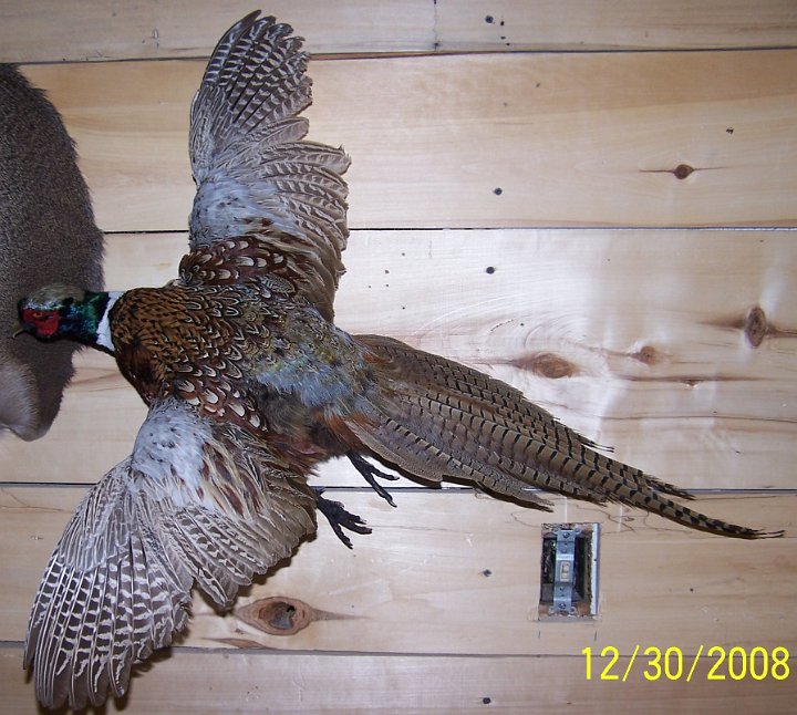 pheasant