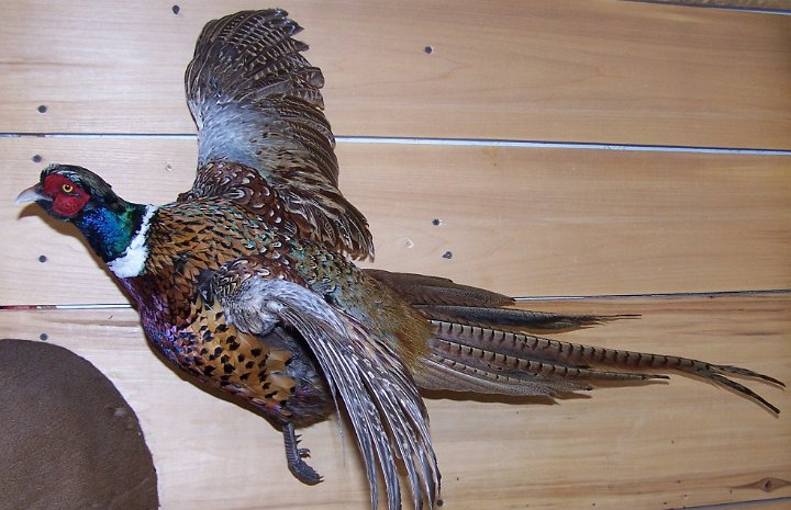 pheasant1