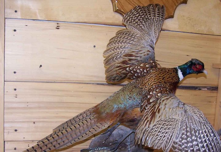 pheasant3