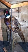 a12006-pheasant