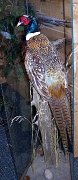 a12006-pheasant1