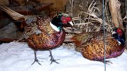 a12006-pheasants-case1