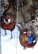 a12006-pheasants-case3