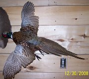 pheasant