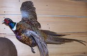 pheasant1
