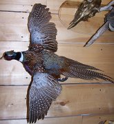 pheasant2