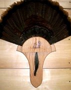 1.17.05turkeypanel