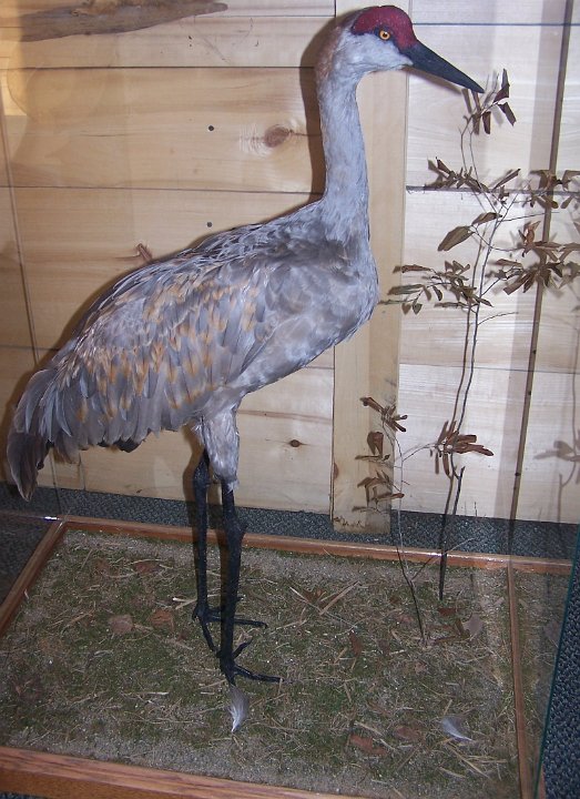 sandhillcrane