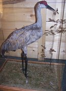 sandhillcrane